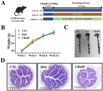 Lacticaseibacillus rhamnosus LRa05 mediates dynamic regulation of intestinal microbiota in mice with low-dose DSS-induced chronic mild inflammation